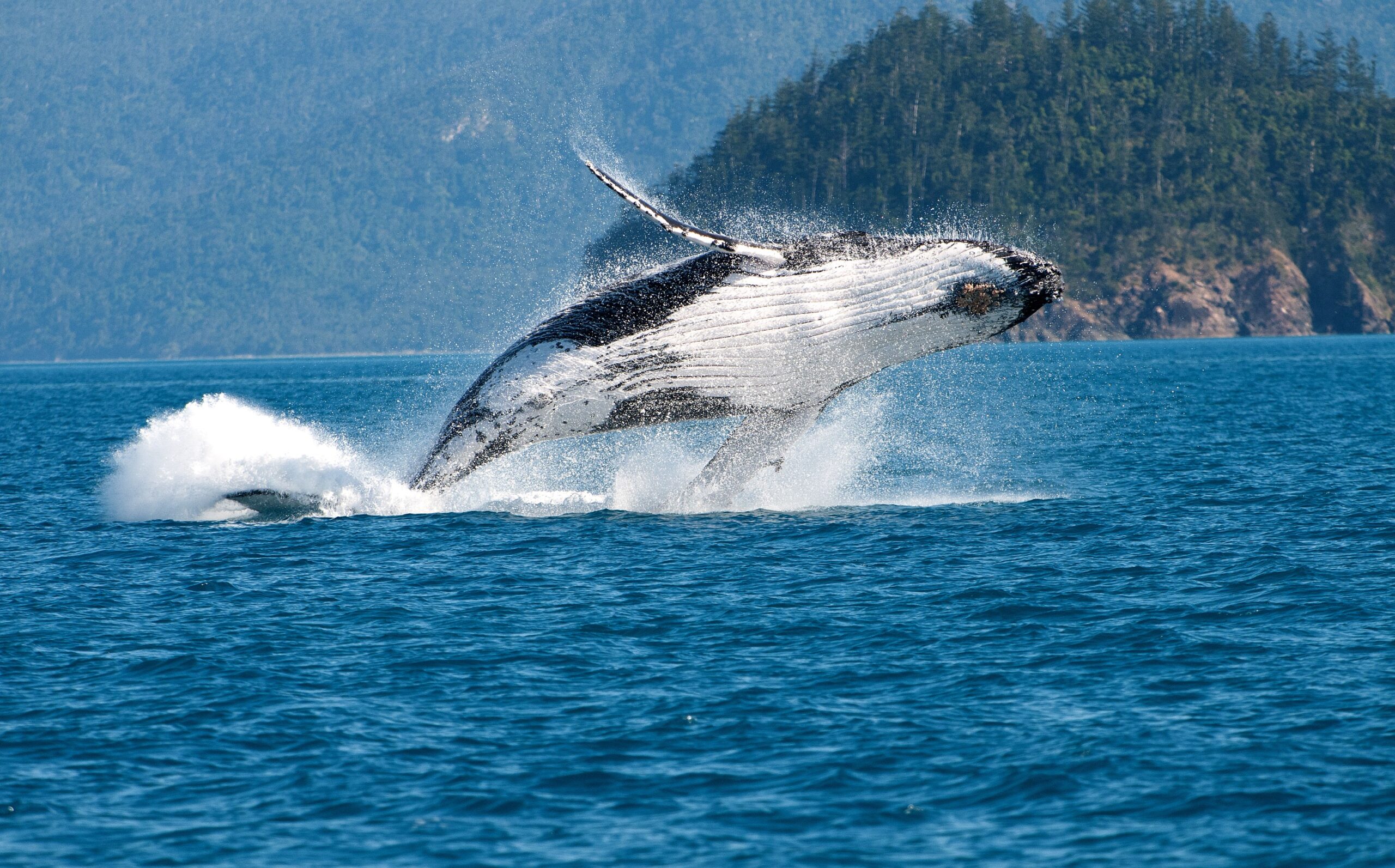 ザトウクジラ