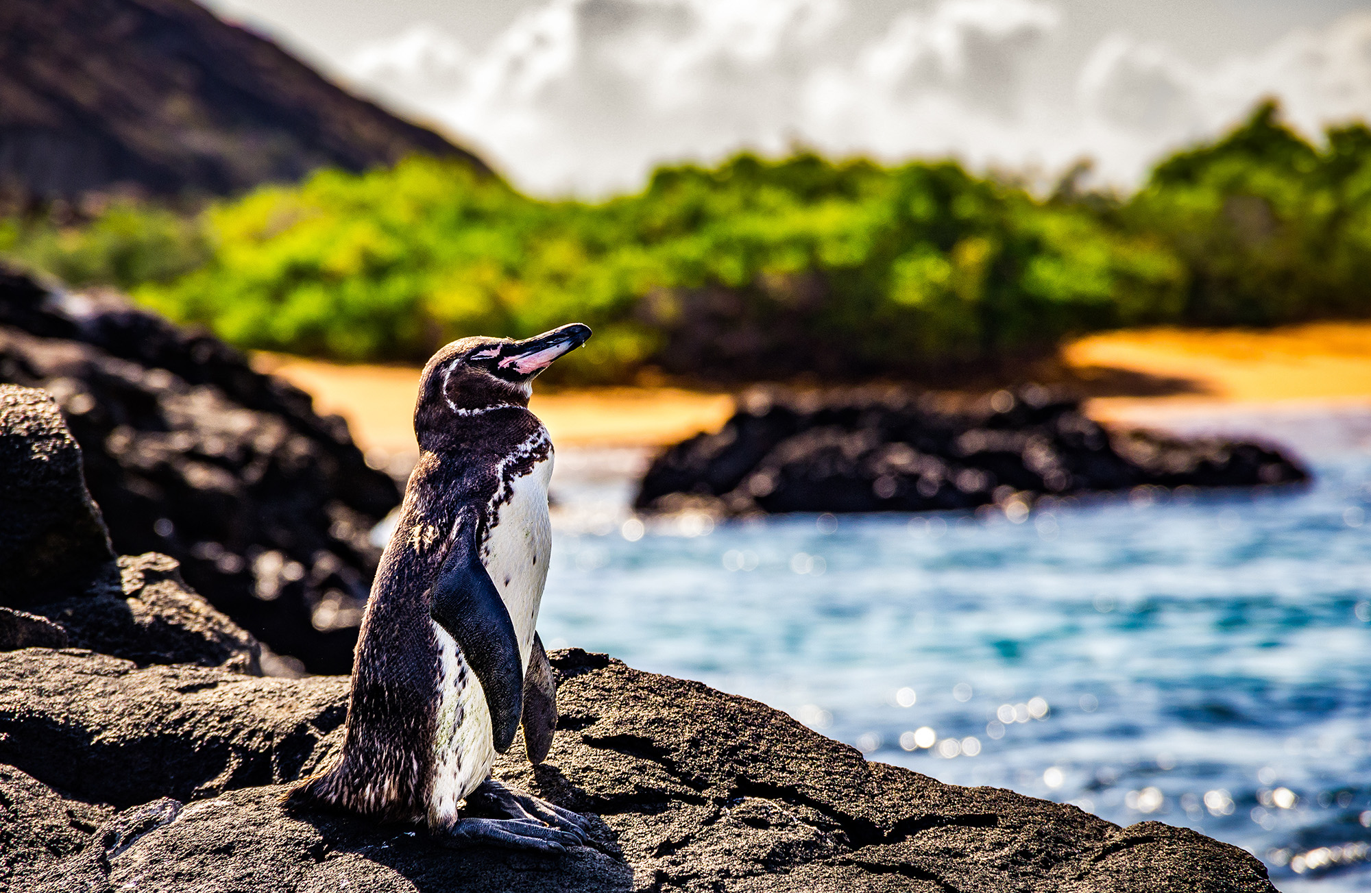 ガラパゴスペンギン