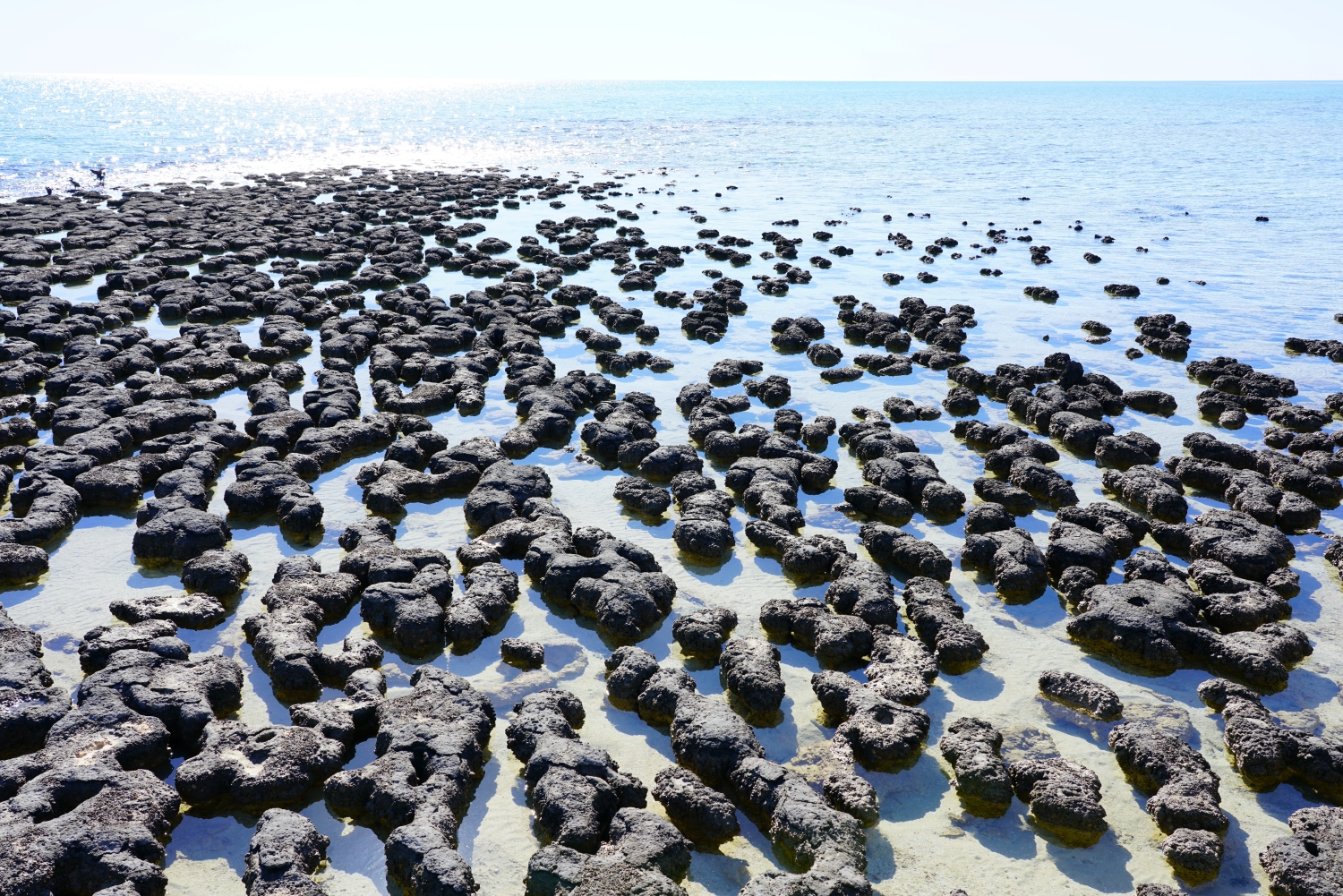 シャーク湾