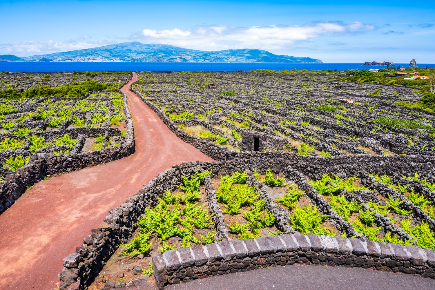 ピーコ島のブドウ栽培の景観