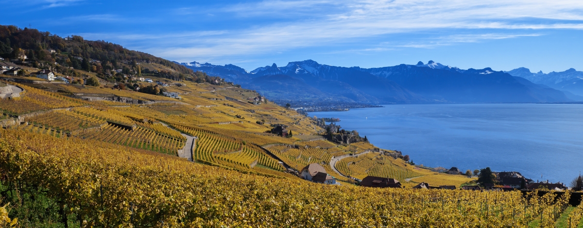 ラヴォー地域のブドウ畑