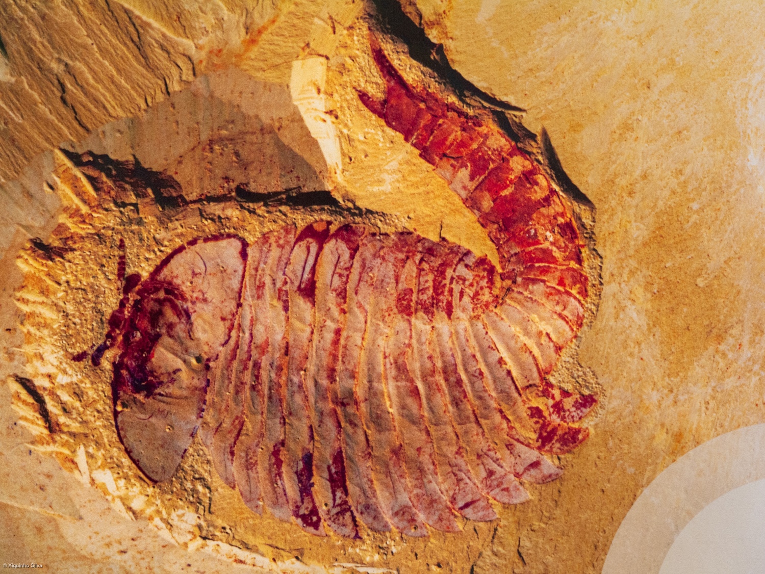 澄江の化石出土地域 | 世界遺産ナビ【pamon】