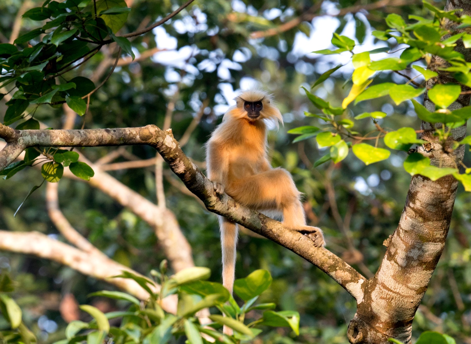 ゴールデンラングール