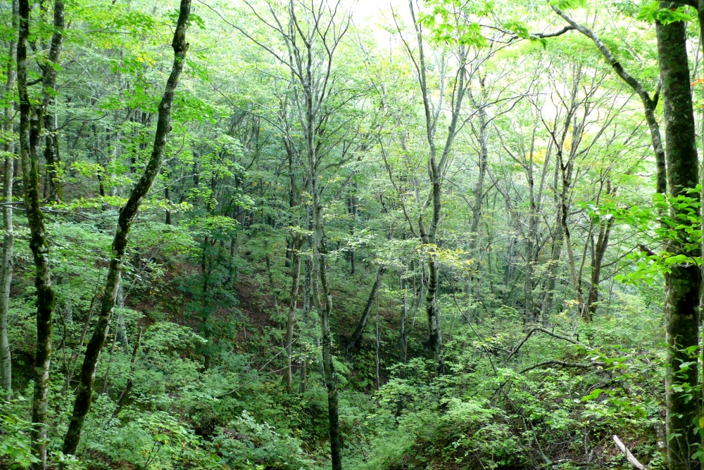 白神山地