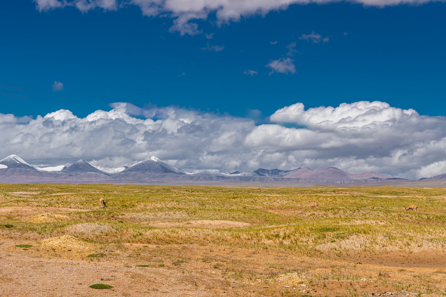 青海フフシル（可可西里）