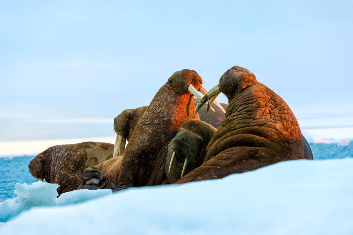 ウランゲリ島保護区の自然生態系