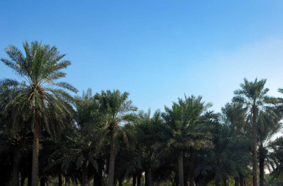 アル・アハサ・オアシス:進化する文化的景観