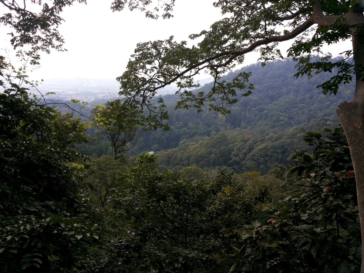 セランゴール森林公園マレーシア森林研究所