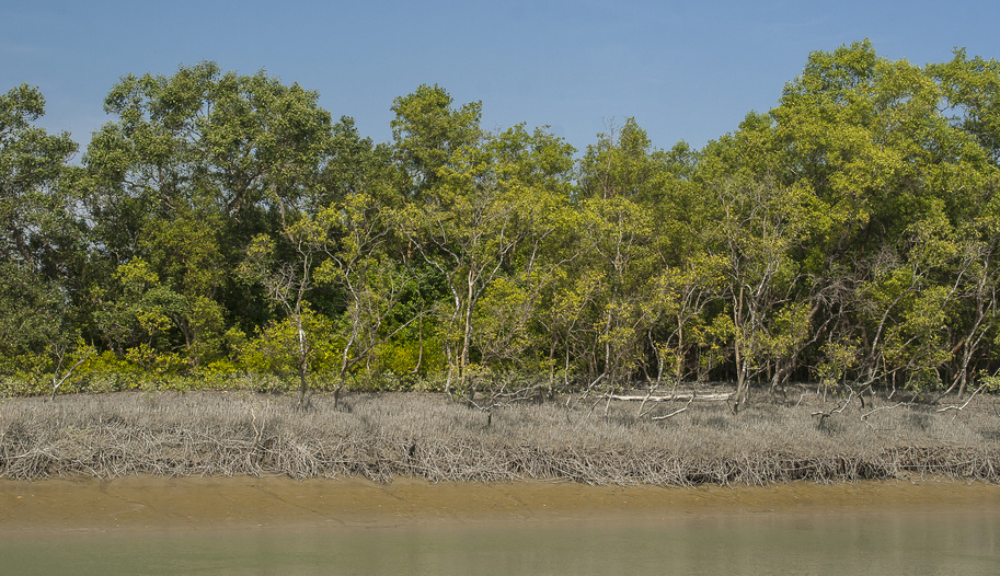スンダルバンス国立公園