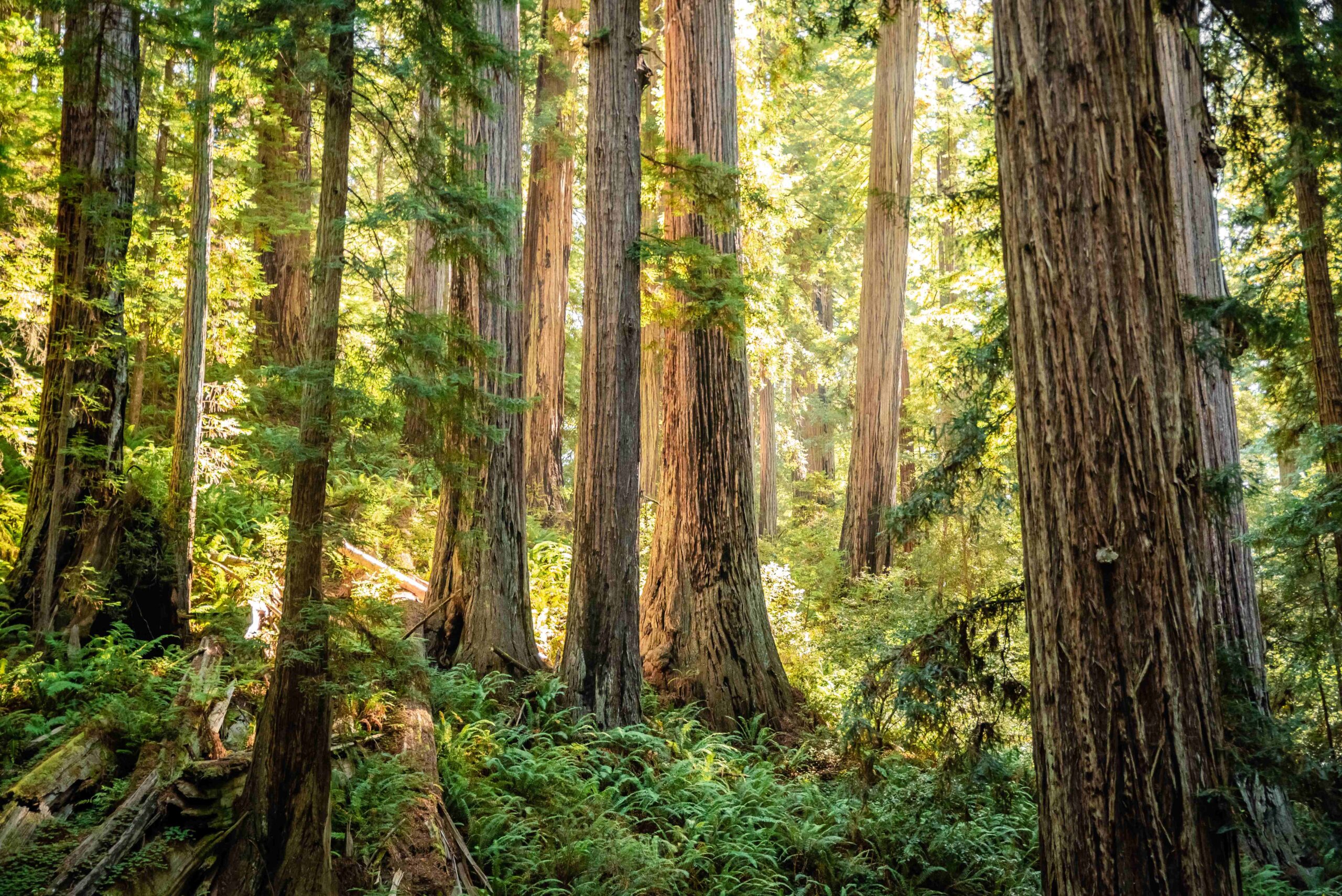 レッドウッド国立・州立公園群 | 世界遺産ナビ【pamon】