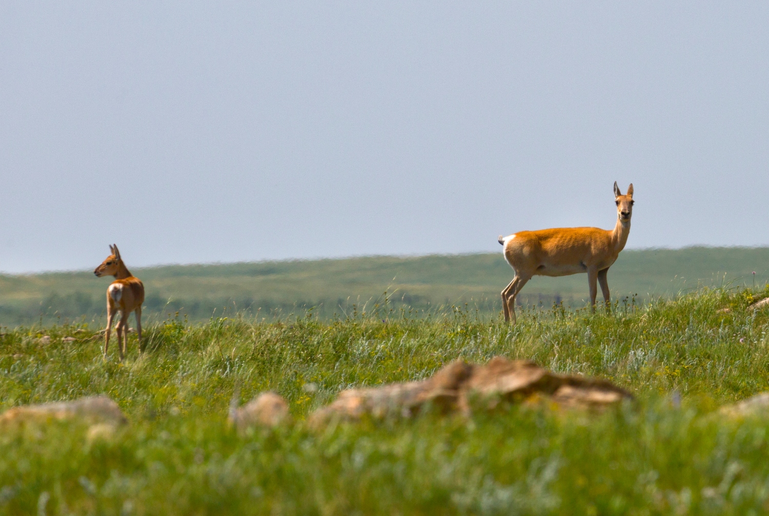 ダウリアの景観群
