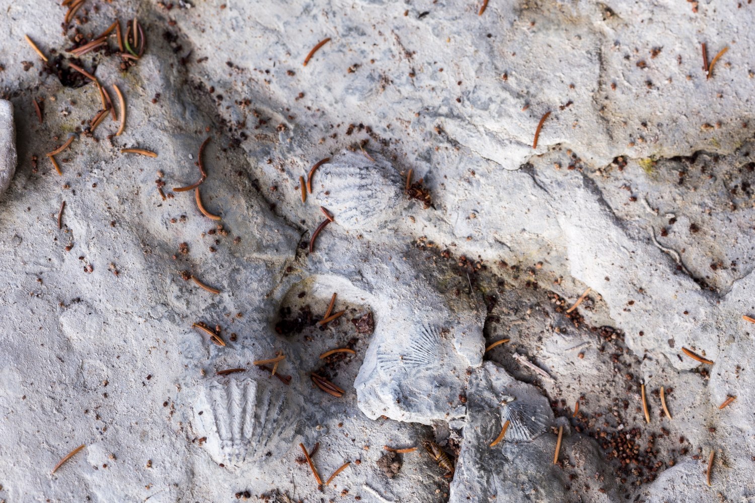 アンティコスティ