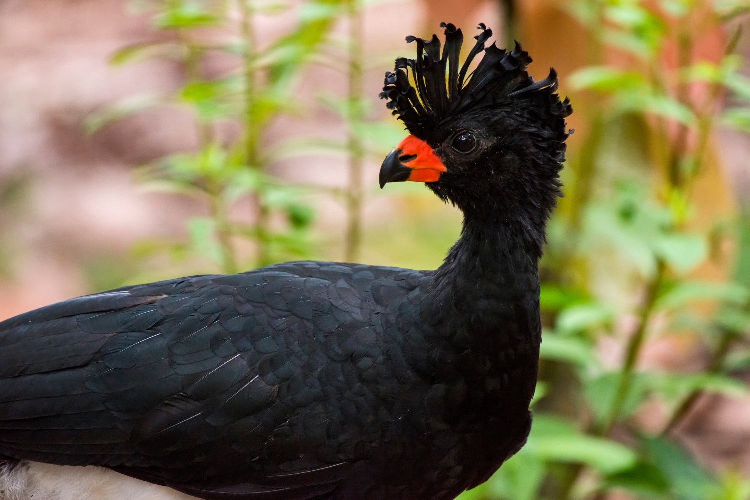 アカハシホウカンチョウ