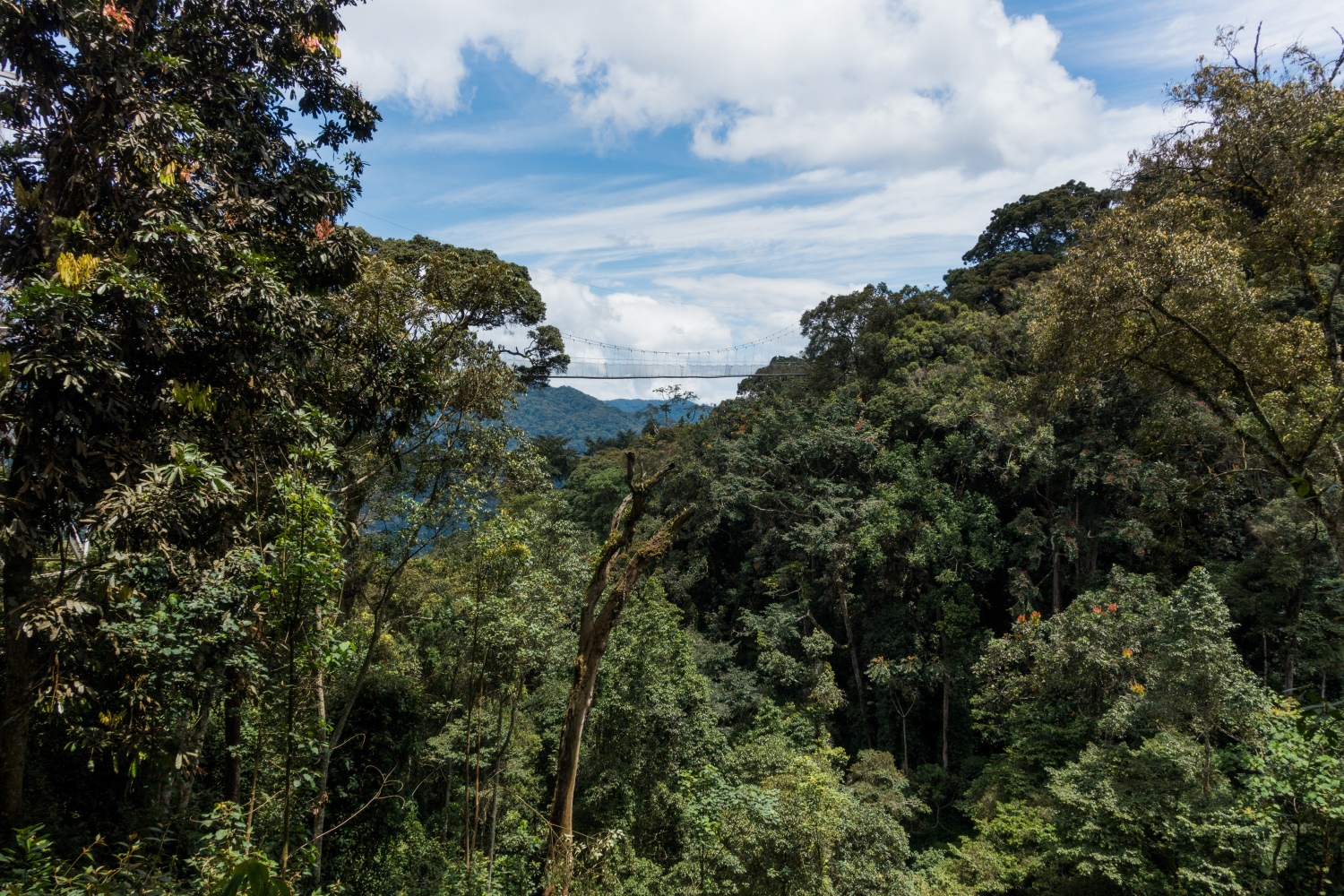 ニュングウエ国立公園