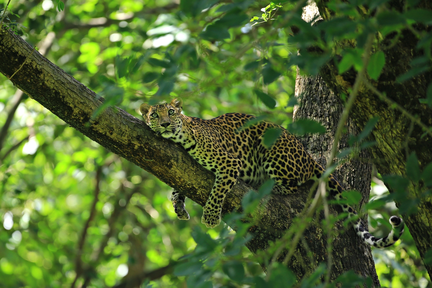 トゥンヤイ－ファイ・カ・ケン野生生物保護区