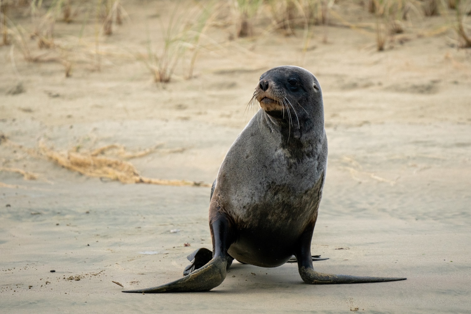 ニュージーランドアシカ