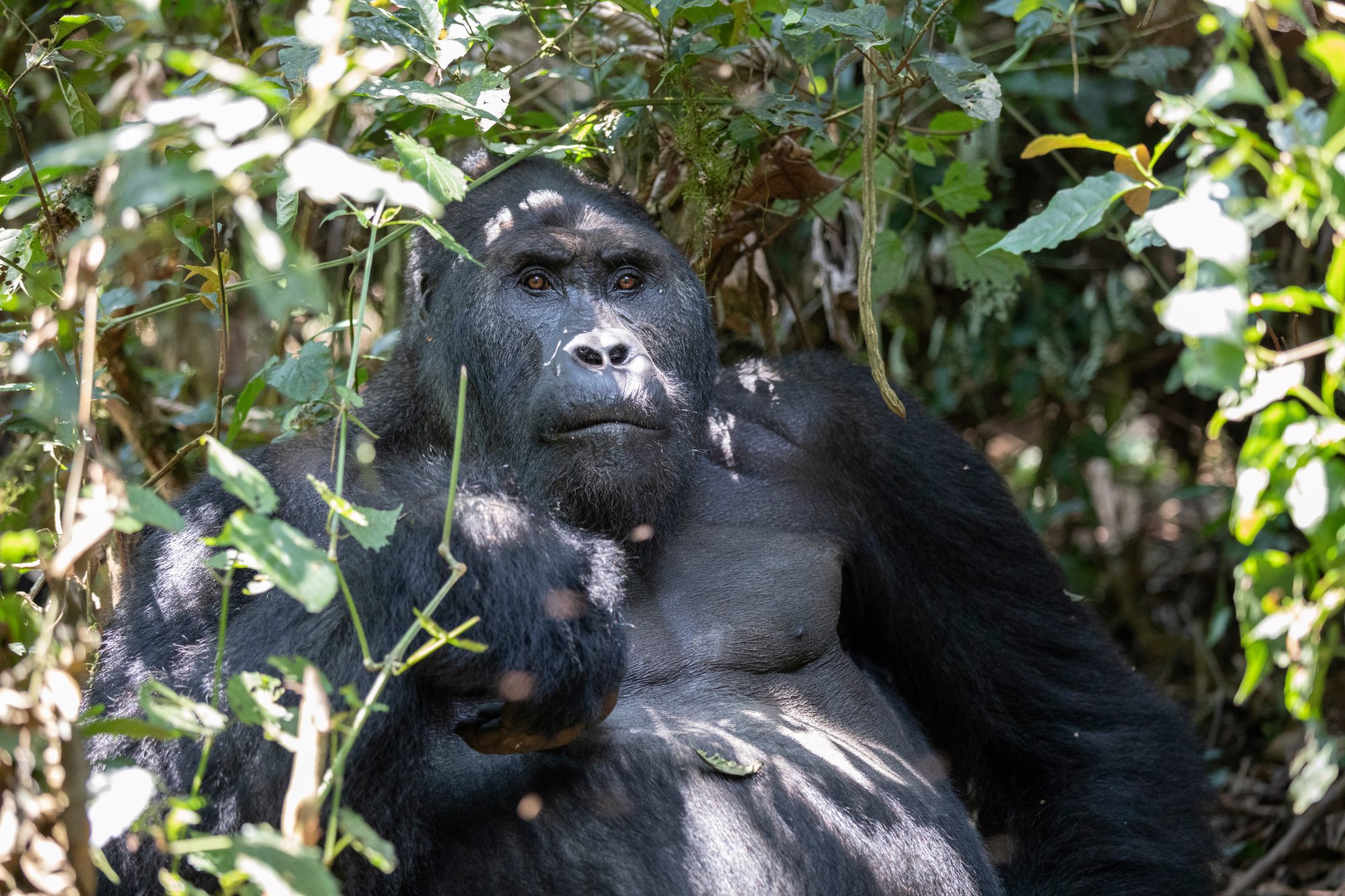 コンゴ民主共和国｜世界遺産一覧 ｜ 世界遺産ナビ【pamon】