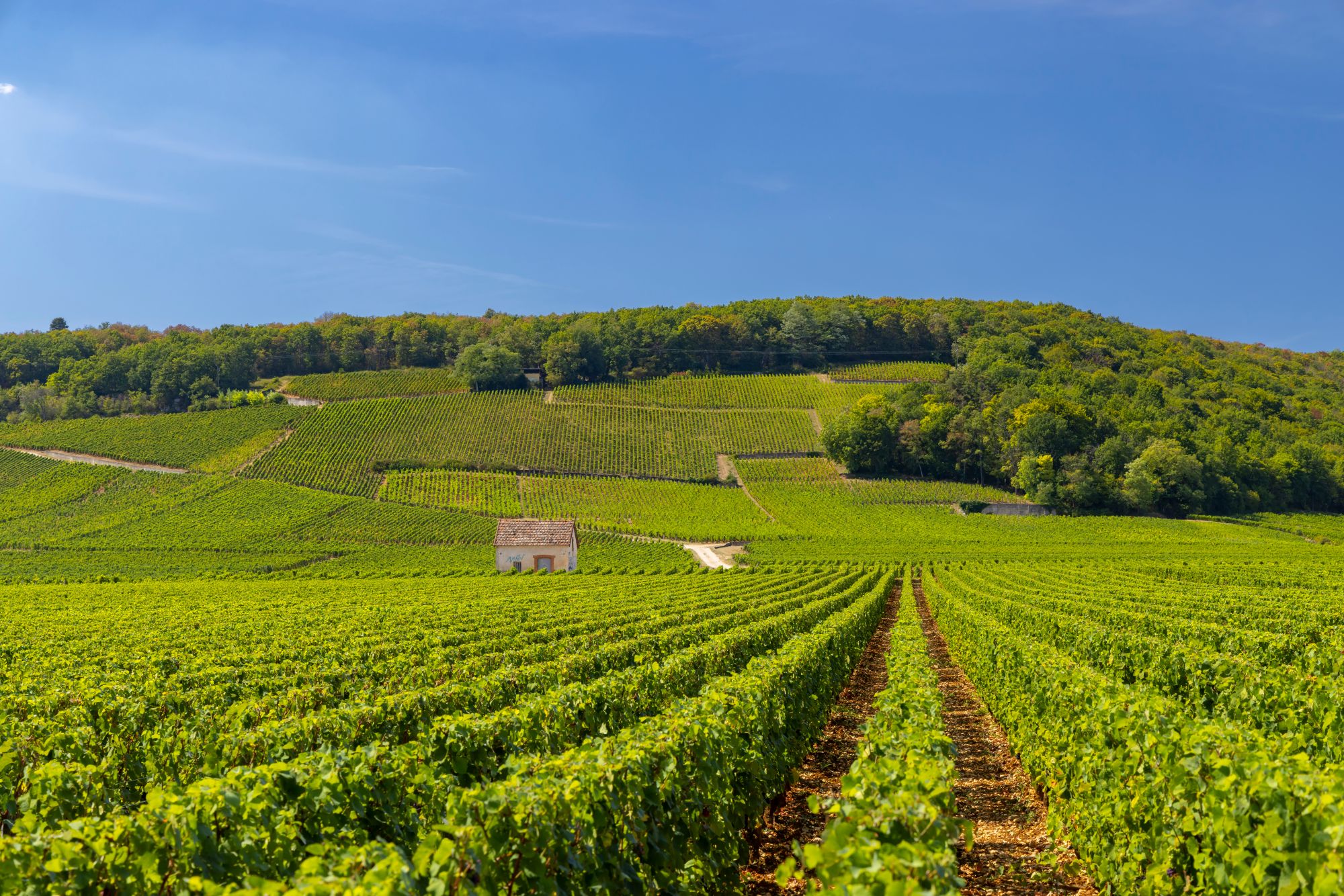 ブルゴーニュのブドウ栽培の景観