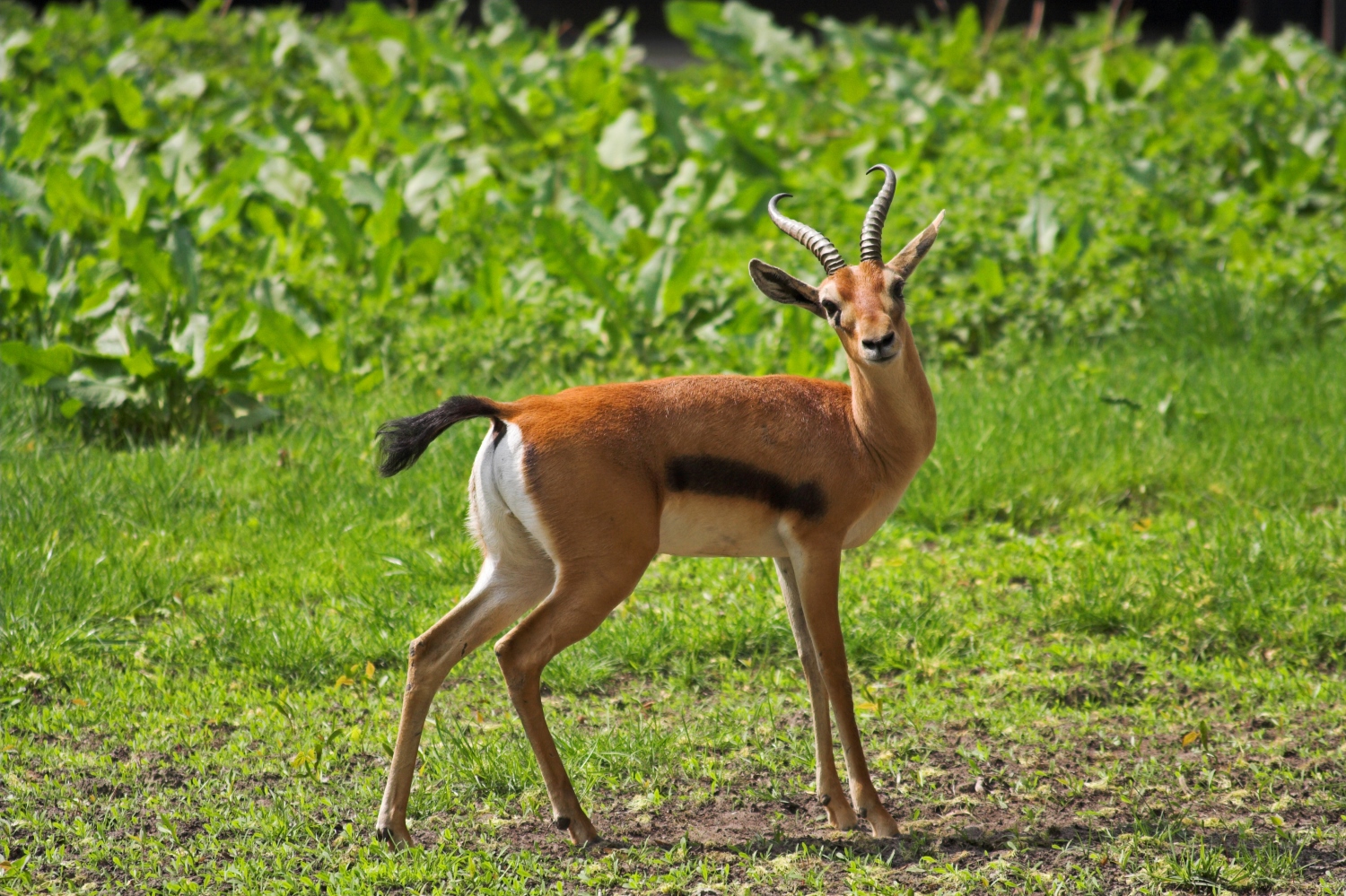 マノヴォ – グンダ・サン・フローリス国立公園　