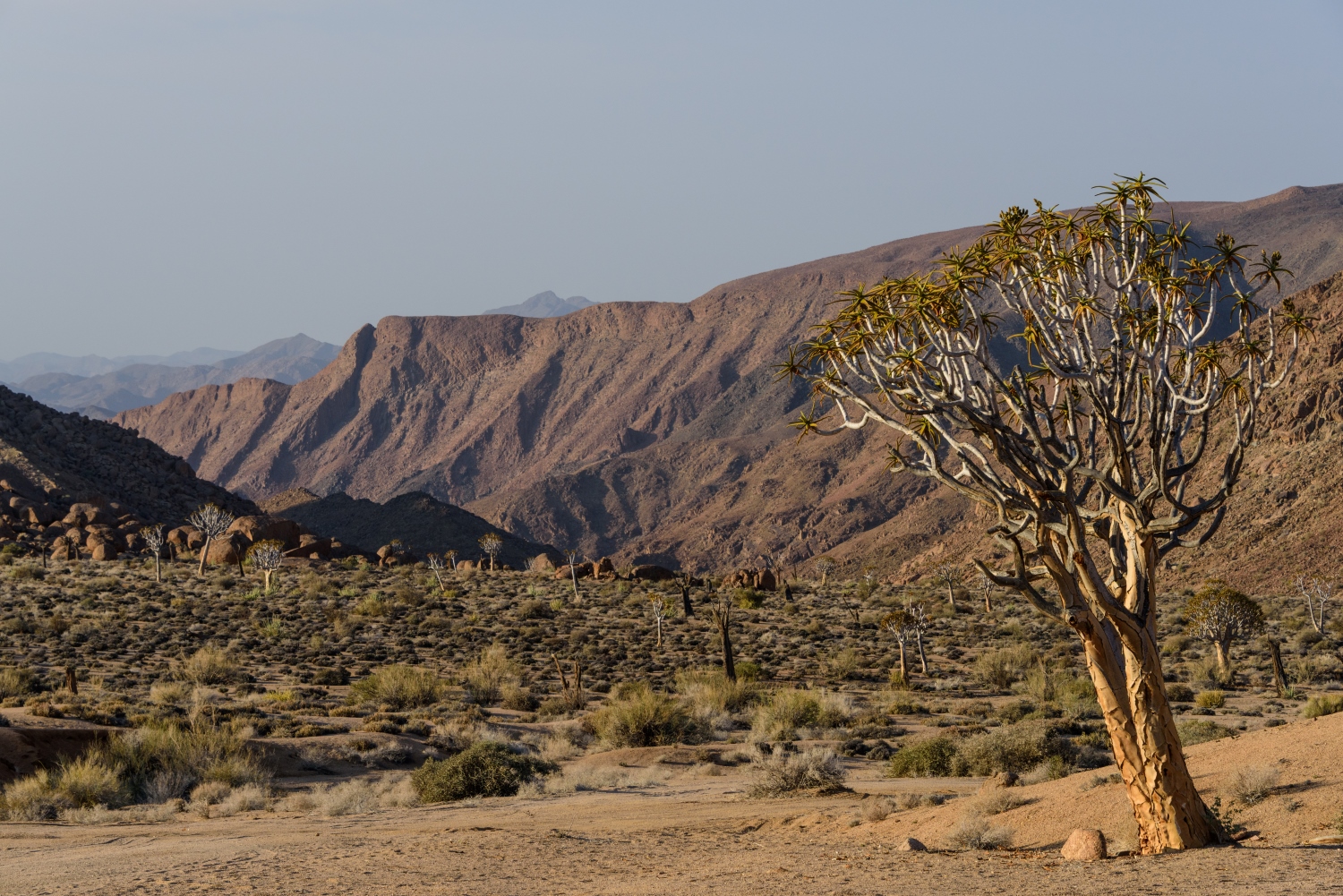 リヒタースフェルドの文化的及び植物学的景観