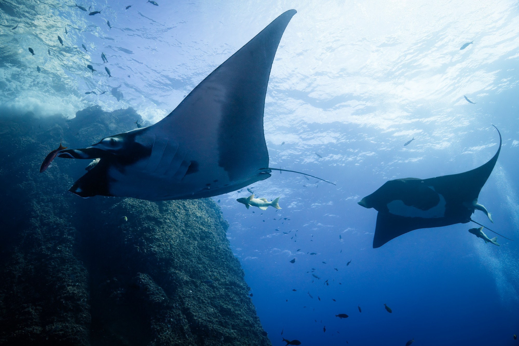 レビジャヒヘド群島
