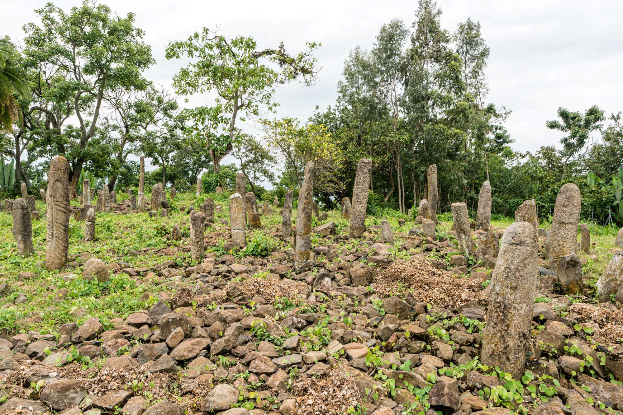 ゲデオの文化的景観