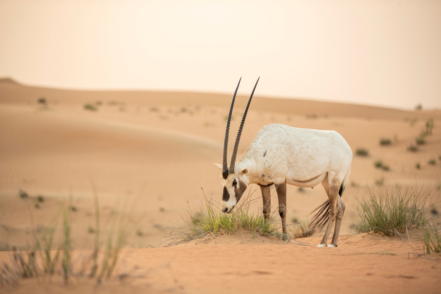 アラビアオリックス