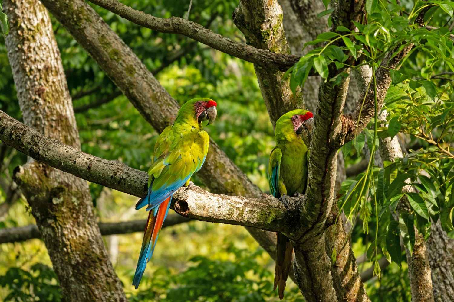 グアナカステ保護地区
