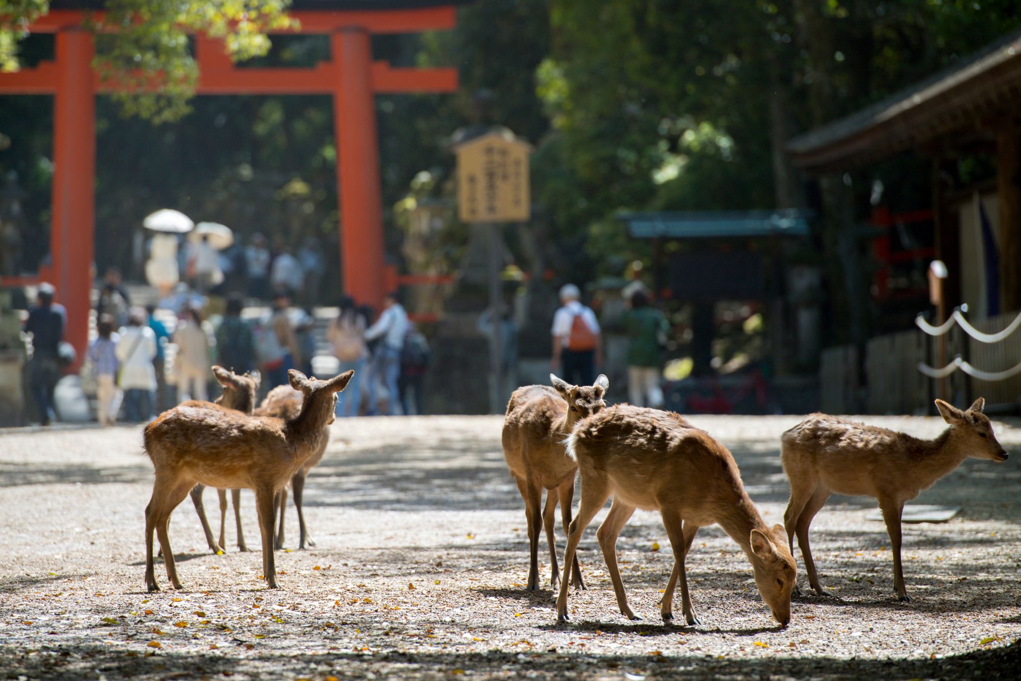 奈良時代に武甕槌命が白鹿に乗ってきたという伝承から、鹿は神の使いとして扱われている(©琢也 栂/Adobe Stock)